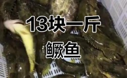 2025年桂花鱼价格会涨还是跌？