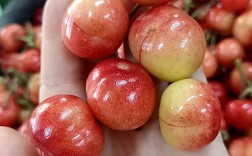 樱桃什么品种果实最的