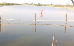 青蟹池塘养殖如何实现高产？