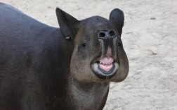 江苏野生甲鱼价格多少钱一斤？