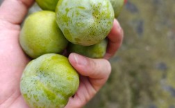 哪种李子成熟最早？