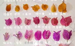 三角梅品种繁多，图片与名字如何对应？