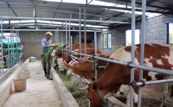 农村养牛新技术视频，新手能学会吗？