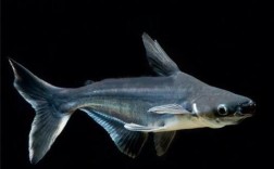 浙江淡水鲨鱼价格多少一斤？