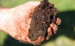 牛粪蚯蚓养殖技术方法有哪些要点？