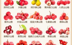 中国农科院最新山楂品种有何突破？