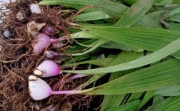 寒兰果实品种有哪些？