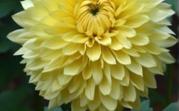 名贵菊花品种有哪些？