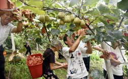 猕猴桃种植新技术视频有哪些要点？