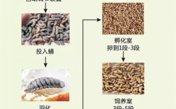 黑水虻养殖技术如何实现每日高效管理？