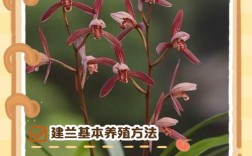 CCTV7兰花养殖技术有哪些关键要点？