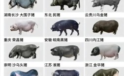 中国十大优良品种猪