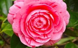 有香味的茶花品种粉色