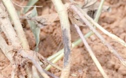 花生根腐病抗病品种有哪些？