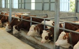 肉牛养殖技术如何提升养牛利润？