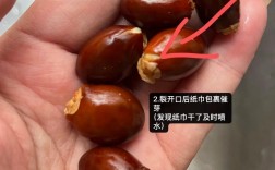 荔枝种植技术怎么学？农村新手该从哪入手？