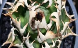 龙舌兰稀有品种有哪些？