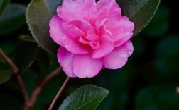 哪些茶花品种最耐寒？