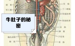 牛皱胃变位如何精准诊治？