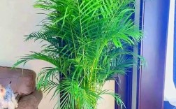 室内竹子品种有哪些？