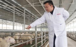 湖羊养殖技术CCTV7有哪些要点？