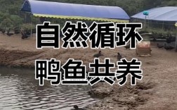 鱼鸭混养技术有哪些关键要点？