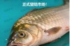 广东鲫鱼2025年价格会涨还是跌？