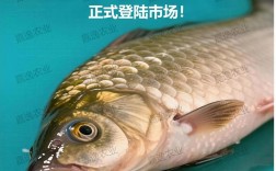 广东鲫鱼2025年价格会涨还是跌？