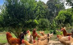 2025山鸡养殖技术