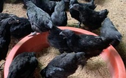 前景好的绿壳蛋乌鸡品种有哪些？