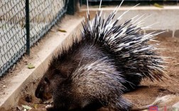 豪猪饲养技术CCTV有哪些要点？