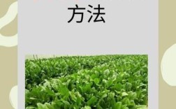 早春露地白菜怎么种才能高产？