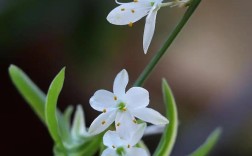 吊兰品种有哪些？附图片看特征？