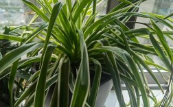 全绿吊兰是哪个稀有品种？