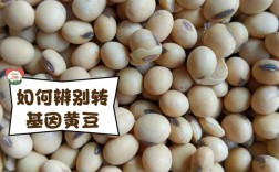 大豆种子品种有哪些？