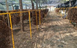 大棚养金蝉技术视频，新手怎么学？