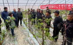 大棚枣树管理视频，关键技术有哪些？