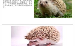 刺猬养殖咋赚钱？销售价格行情如何？