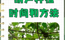 巨型葫芦种植技术有哪些关键要点？