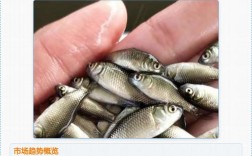 2025黑鱼苗批发价多少钱一斤？