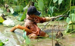 莲藕泥鳅混养，如何实现双赢？