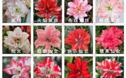 朱顶红哪个品种最好？