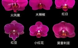 蝴蝶兰品种名称图片有哪些？