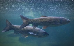 青鱼养殖技术有哪些关键要点？