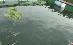 网箱蚂蝗养殖技术视频怎么学？