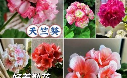 天竺葵叶子如何区分品种？