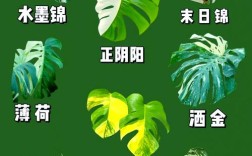 龟背竹品种有哪些？