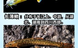 泥鳅有哪些独特品种？