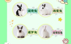 哪些兔子品种最适合养殖？