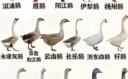 鹅品种哪个长得最快？